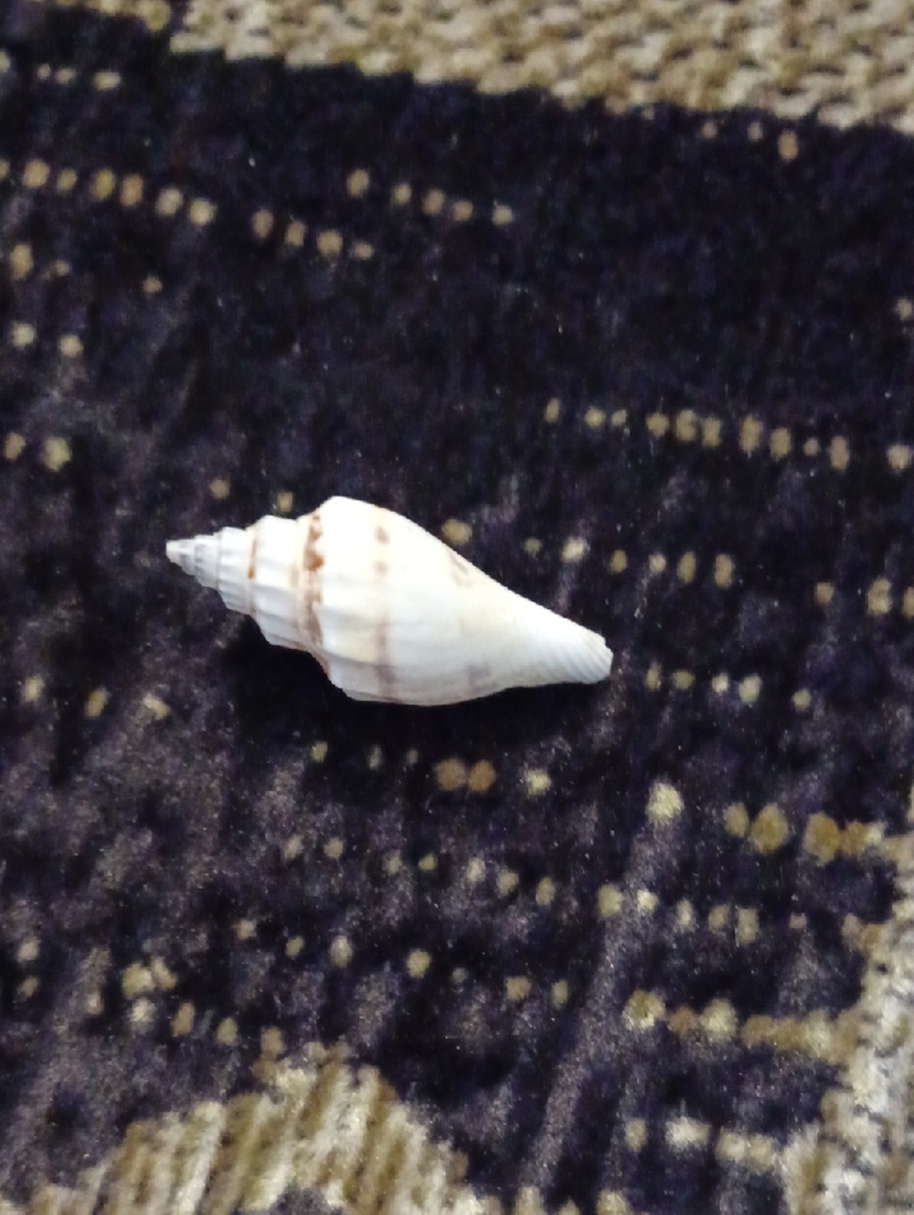 4/$30 Small Natural White & Tan Sea Shell From Florida